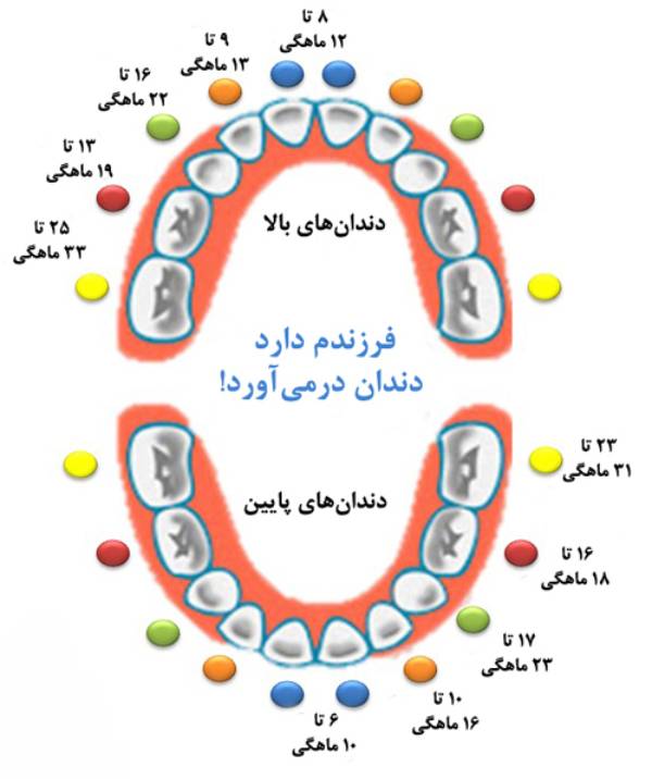 ترتیب افتادن دندان شیری