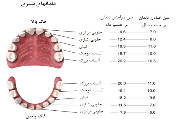 ترتیب افتادن دندان شیری