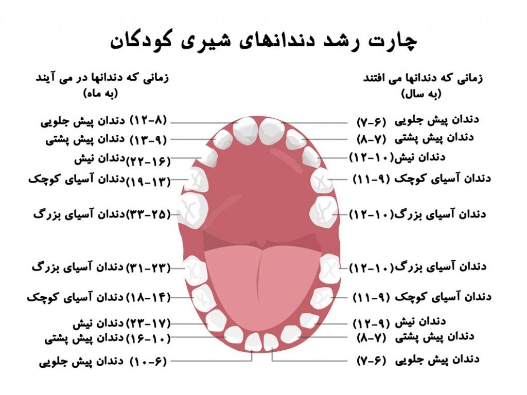 عکس مراحل و ترتیب دندان درآوردن نوزاد به تفکیک سن و ماه