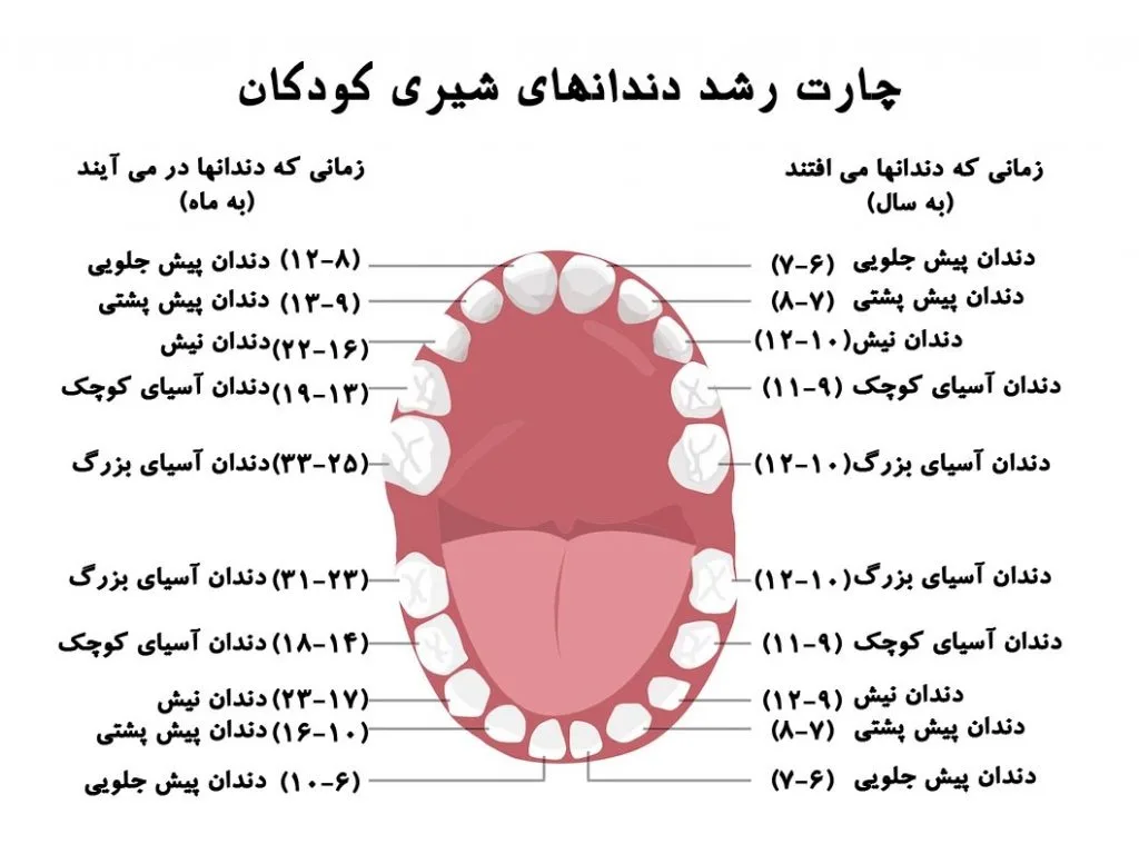 عکس مراحل و ترتیب دندان درآوردن نوزاد به تفکیک سن و ماه
