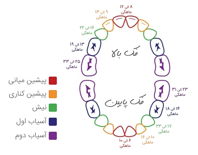 دندان در آوردن نوزاد