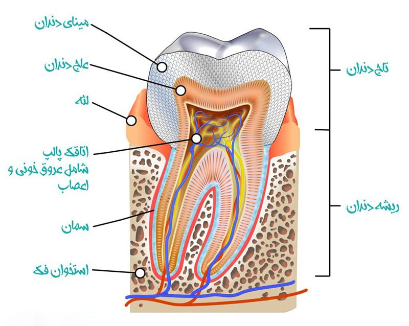 پالپکتومی دندان شیری چیست